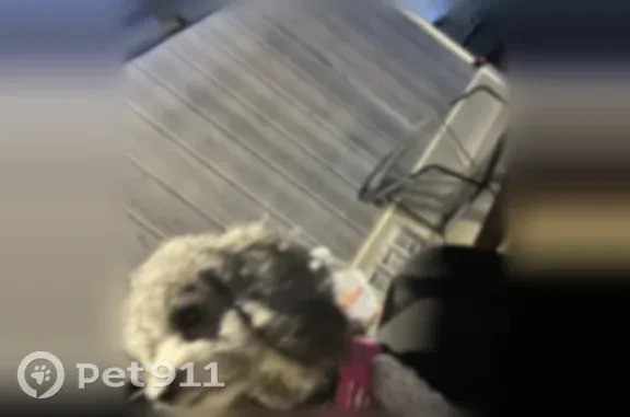 Missing dog Perris, photo: Lost dog, Bailly Street, 21572, Perris — female, grey and playful