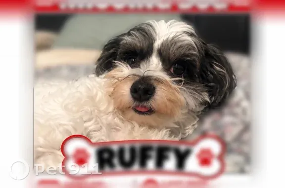 Missing dog Fort Worth, photo: Lost dog, Hemlock Street, 4216, Fort Worth — male, around 15 lbs