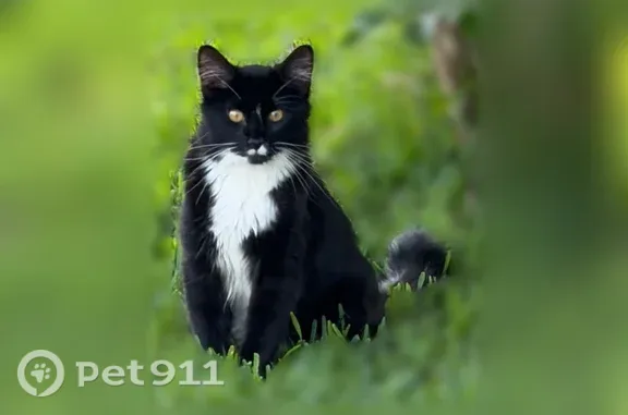 Lost male cat, Tobias Road, 1388, Gonzalez — tuxedo coat and fluffy tail - photo
