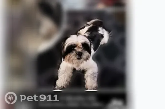 Missing dog Male, Albany (usl551710) - photo