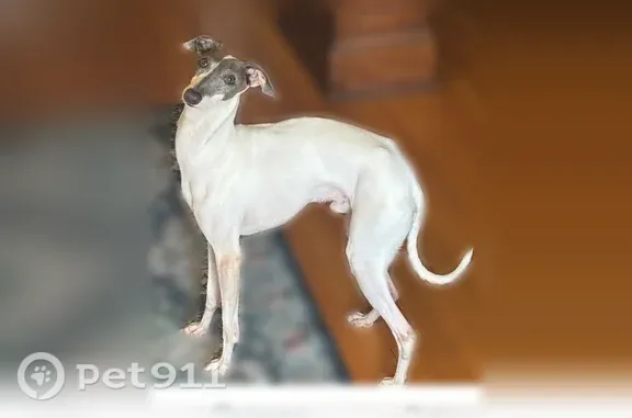 Lost male dog, Broadview Place, 47, Fort Thomas — white Italian greyhound with a gray face - photo