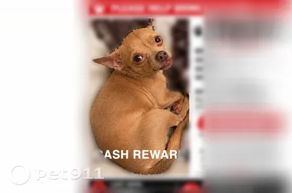 Lost Dog, West Lynne Lane, Phoenix — small light-brown male Chihuahua - photo