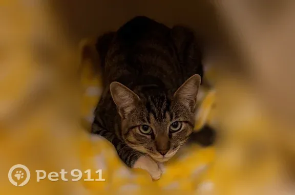 Lost cat, Tucson Mountains, Arizona, Tucson Mountains — shy male who responds to food - photo