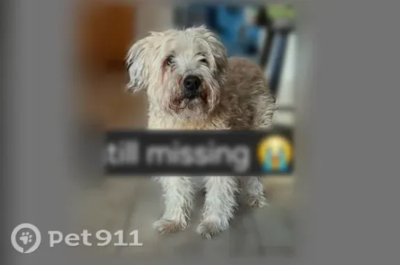 Lost dog, male, Theresa Place, 80, Staten Island — 14 years old and going blind - photo