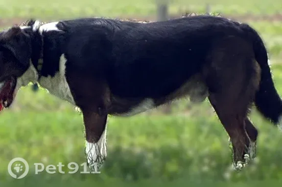 Missing dog Monroe City, photo: Lost male dog, South Main Street, 664, Monroe City — tricolor, about 120 lbs
