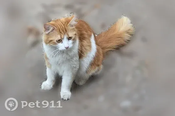 Missing cat Park City, photo: Lost cat, female, East Evanston Street, 1020, Park City — long-haired orange and white