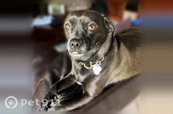 Gate blew open. She is a black chihuahua/dachshund with white neck. Purple collar with contact information on it.