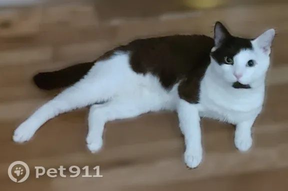 Lost cat, Summit Avenue, Norwood — male, black and white - photo
