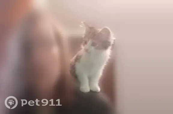 Lost cat, female, Palmetto Avenue, 125, Akron — 5-month-old calico Nala - photo