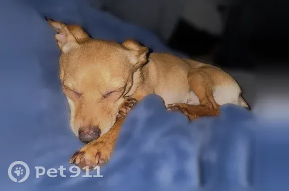 Lost dog, Cranley Court, 2, Columbia — Chihuahua mix with one floppy ear - photo