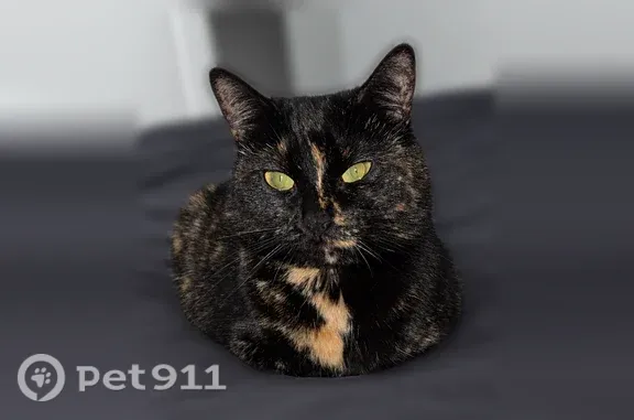 Lost cat, Pimlico Parkway, Lexington — sassy, skittish female - photo