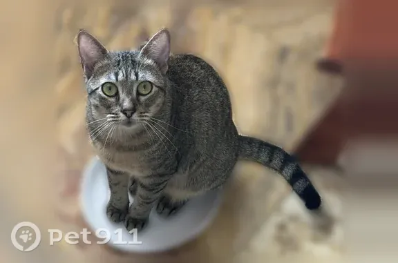 Missing cat Houston, photo: Lost cat, Elder Street, Houston — female