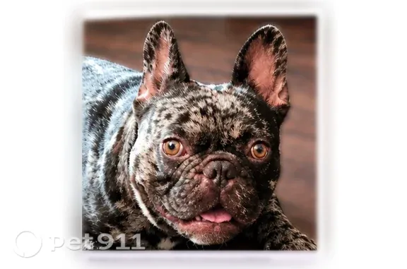 Lost male dog, Valley Park South, 372, Bethlehem — black-and-white merle patches - photo