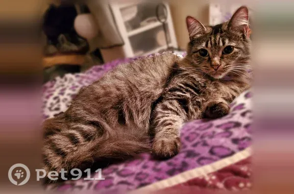 Missing cat Whittier, photo: Lost Cat, Bright Avenue, 7657, Whittier — longhaired spayed female