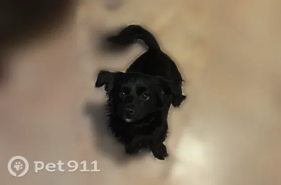Lost male dog, 6th Avenue, Florida, Auburndale — black longhaired Chiweenie - photo
