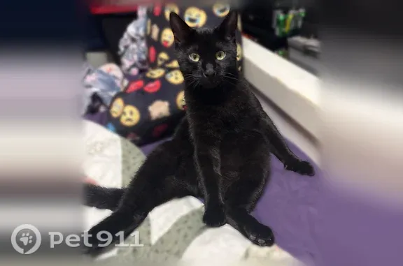 Lost cat, Westgate Drive, Dover, Cordaville — male, all-black - photo