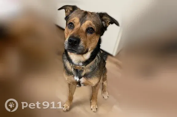 Lost and found pets Minot, photo: Found dog, Frontage Road, Minot — young male with German Shepherd coloring
