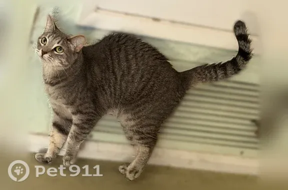 Lost female cat, Alviso Street, 1772, Simi Valley - photo