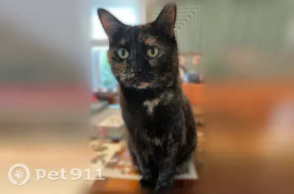 Lost female cat, Kelley Avenue, East Providence, Providence — 12-year-old short-hair Tortie - photo