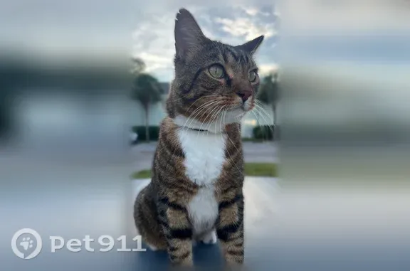 Lost cat, Mayport Road, 2160, Jacksonville, Orlando — male with a torn ear - photo