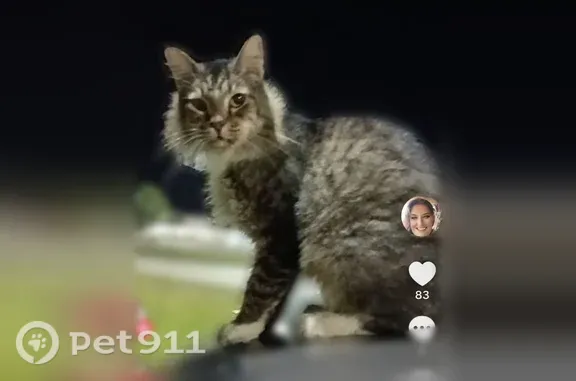 Lost cat, Lake Brandon Drive, 11151, Brandon, Brandon — male - photo