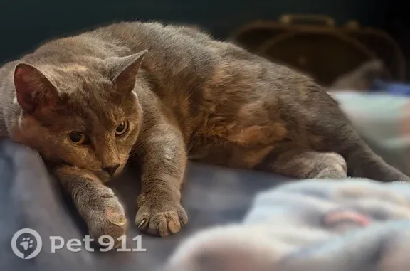 Lost cat, Julie Court, 1712, Hulmeville — friendly gray female cat - photo