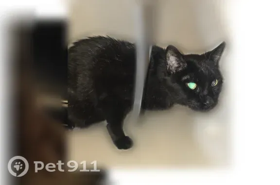 Missing cat Corpus Christi, photo: Lost male cat, Ocean Drive, 4645, Corpus Christi — 18 years old, green eyes