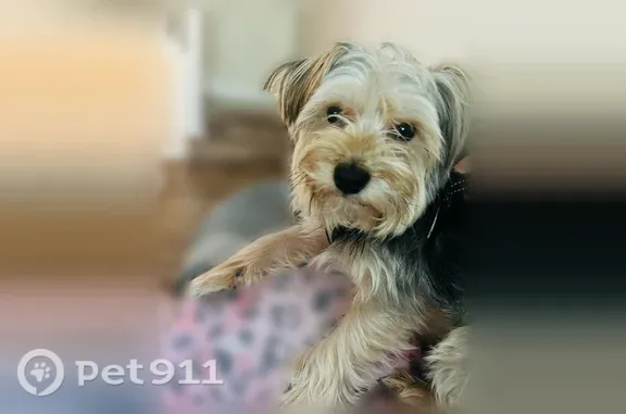 Lost male dog, Mink Rd & Desoto Rd, Florida 34243, Brandon — small black-and-brown Yorkie - photo