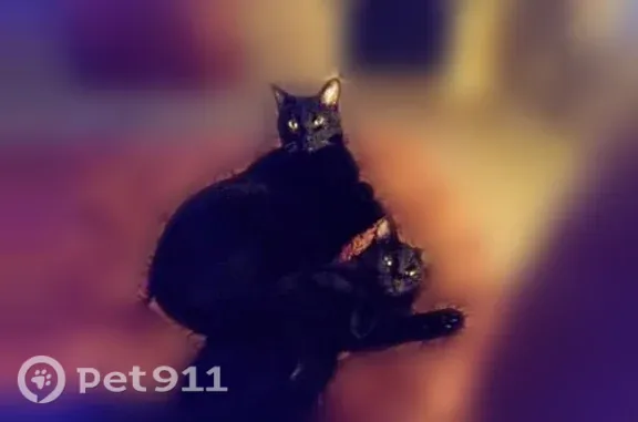Lost female cat, Tulsa, Oklahoma, Kansas City — black domestic shorthair - photo