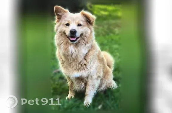Lost dog, N Michot Rd, 410, Carencro — female with blonde long hair - photo
