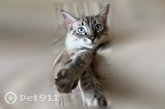 Medium/long hair. Cream colored with grey tabby markings of face and legs. Dark fluffy tail. Blue eyes. Very skittish