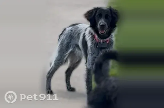 Lost dog, Township Road 555, 1982, Jeromesville, Ashland — female Aussie/husky mix - photo