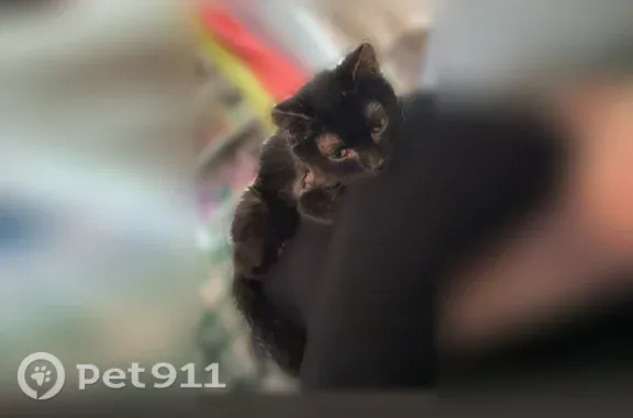 Lost female cat, West 33rd Street, 382, Covington, Covington — short ears - photo