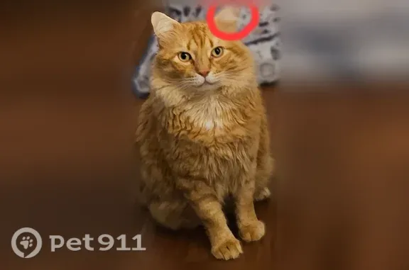 Lost cat, Ravenna Street, 137, Princeton, Dallas — male with a clipped ear - photo