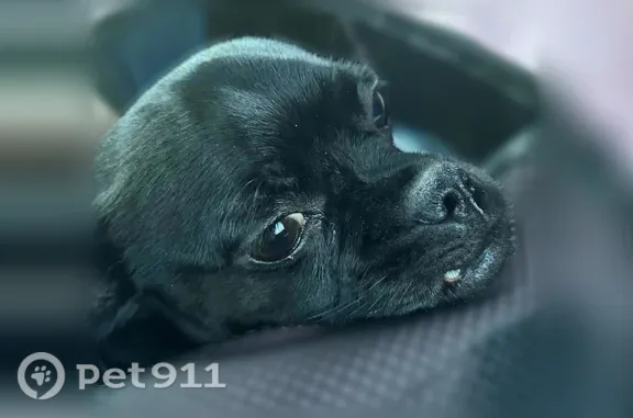 Lost dog, female, Carriage Lane, 1742, Lapeer — all-black Chug, not aggressive - photo