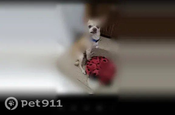 Lost pets Rocklin, photo: Lost dog, Meany Avenue, California, Rocklin — male apple-head Chihuahua named Chico