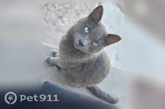 Found cat Pueblo, photo: Found cat, Lynwood Lane, 2570, Pueblo — male with green eyes