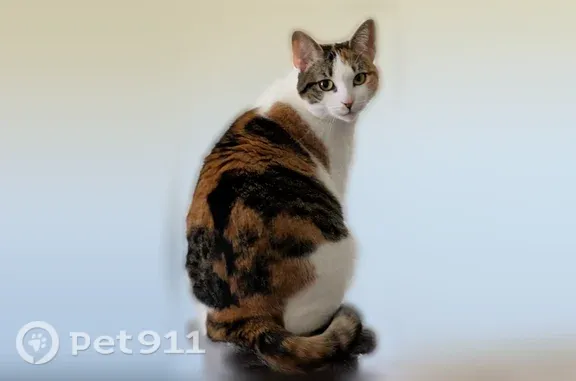 Lost female cat, North Park Street, 321, Mullins, Mullins — four-year-old calico named Chloe - photo