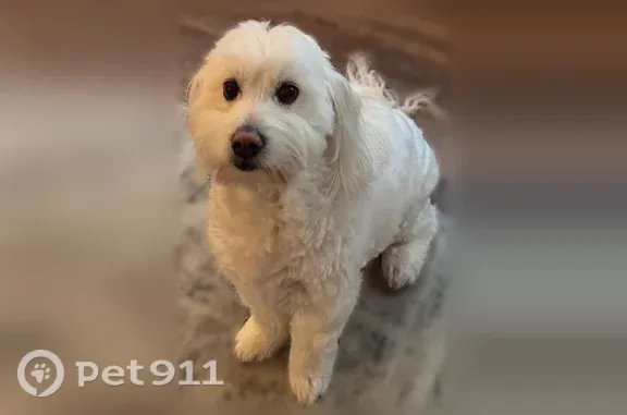 Lost male dog, Laurence Drive, 238, Grand Junction, Arlington — white fluffy Maltese - photo