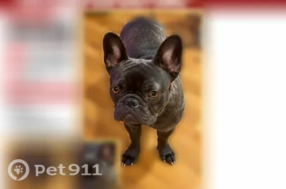 Lost dog, Slate Road, 1903, Ellenwood, Conley — female French bulldog mix - photo