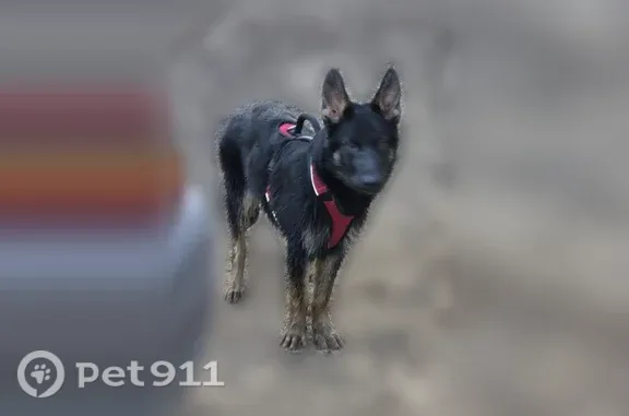 Lost dog, Cash Dollar Cove Road, Baxter — male German shepherd missing - photo