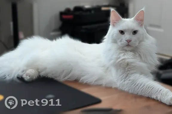 Lost cat, Park Lake Drive, 10211, Louisville — deaf Maine Coon with one blue and one green eye - photo