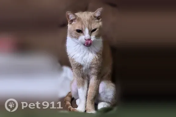 Missing cat Arlington, photo: Lost cat, Wilson Boulevard, 2915, Arlington — orange and white
