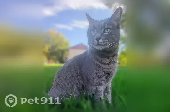 Lost cat, East Powder River Drive, 2089, Meridian — female with bright green eyes - photo