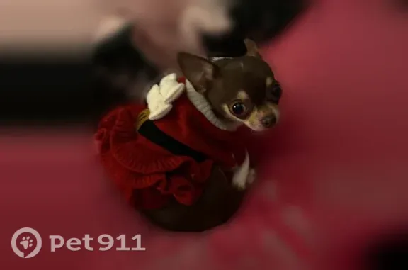 Missing dog Portland, photo: Lost female dog, Southeast Powell Boulevard, 8204, Portland — very small multicolored Chihuahua