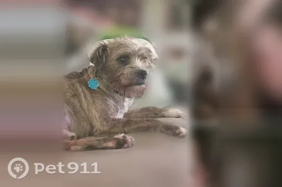Lost dog, Pilgrim Rest Drive, 123, Brandon — male with a blue collar - photo
