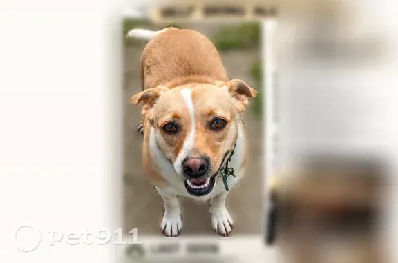 Lost dog, Beverly Drive, 1313, Modesto — female with a white face stripe - photo