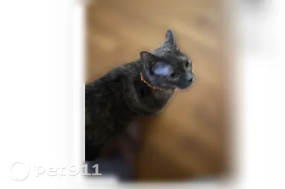 Lost female cat, Hogan Court, 240, Wilmington, Charlotte — tortoiseshell domestic shorthair - photo