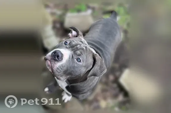 Lost male dog, Fenelon Street, 19462, Detroit - photo