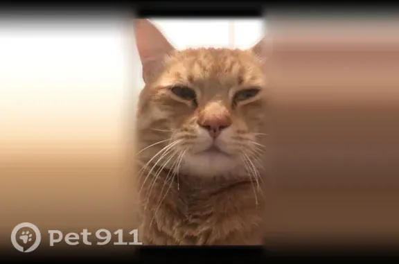 Lost and found pets Spokane, photo: Lost cat, South Mount Vernon Street, 3112, Spokane — male with green eyes and a distinctive haircut